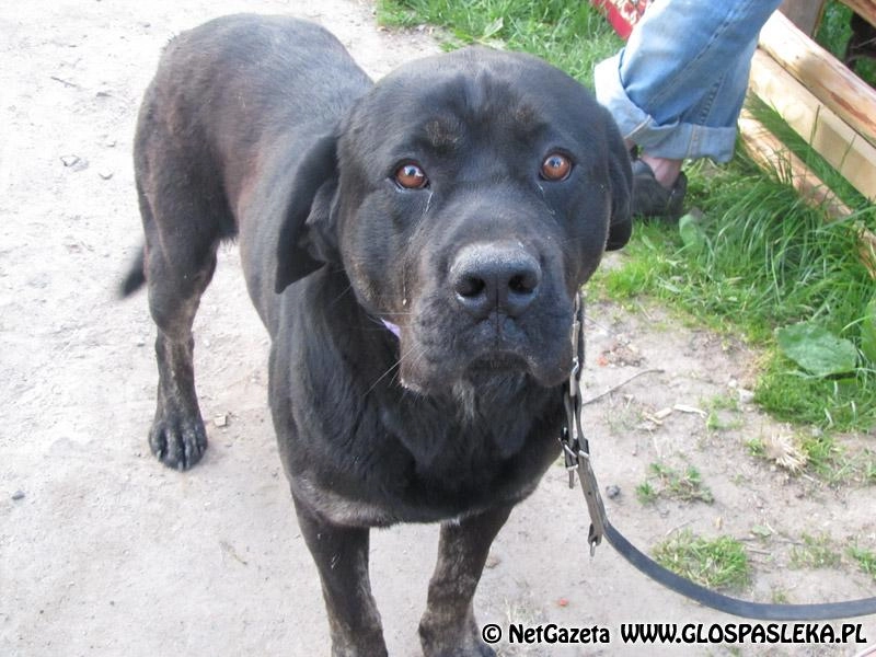 Szukamy domu dla pięknego psa