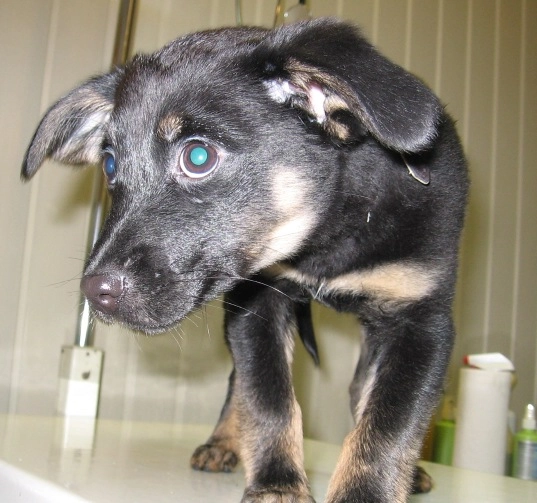 Szczepienia przeciwko wściekliźnie