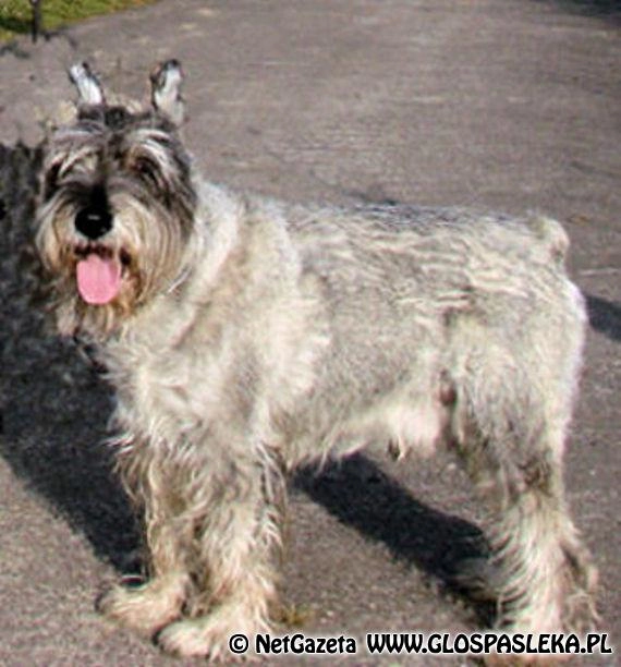 Ogłoszenie - zaginął pies