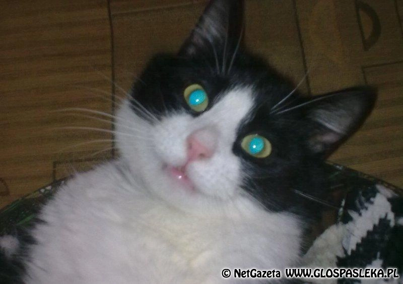 Ogłoszenie - zaginął kot