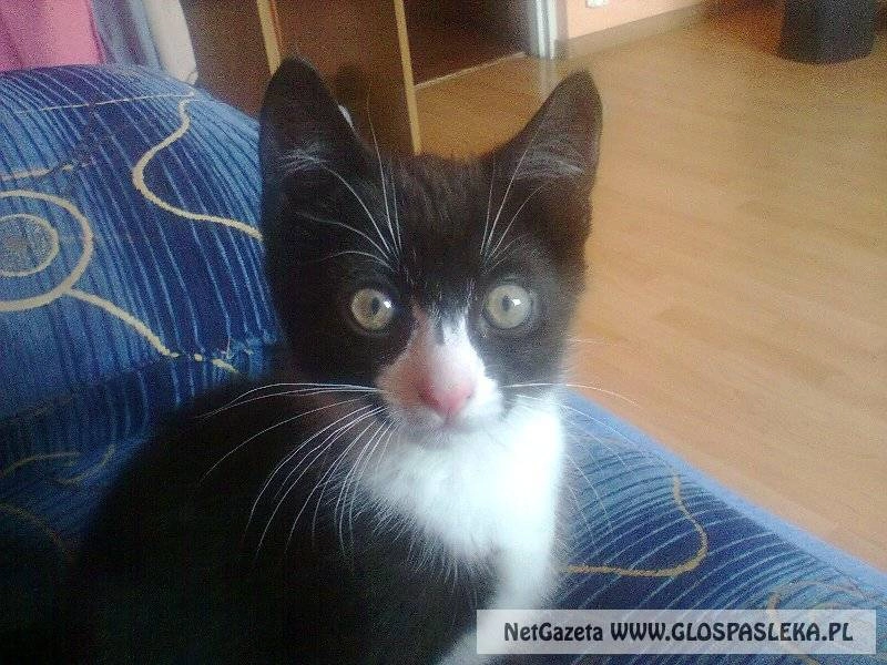 Ogłoszenie - zaginął kotek