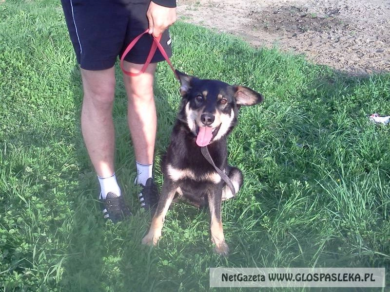 Psy – temat drażliwy