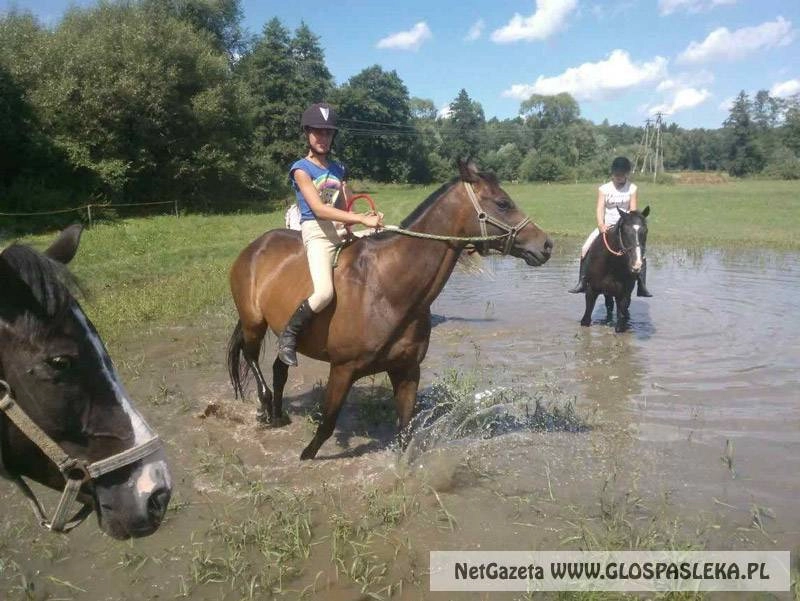 Konie też potrzebują ochłody