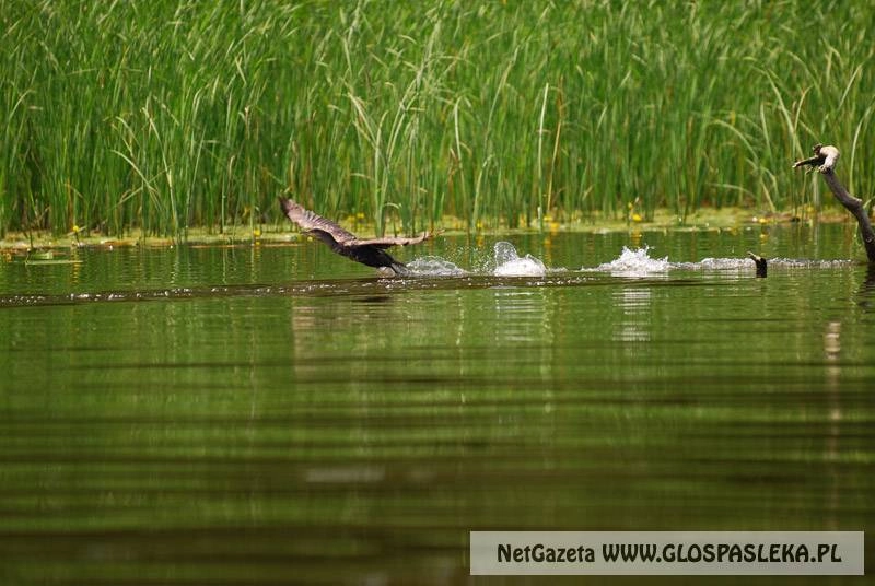 Kormorany do odstrzału