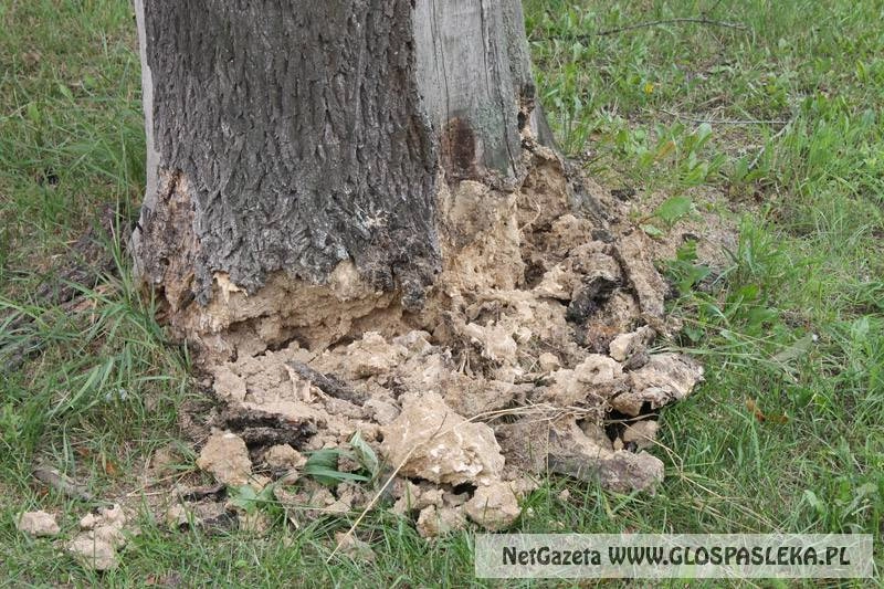 Niebezpieczne drzewo