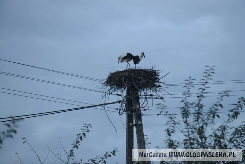 Bociany przed odlotem