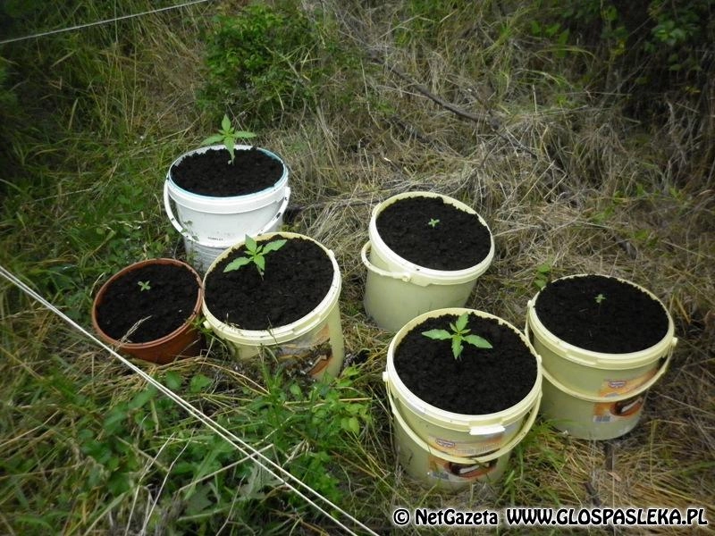 CBŚ likwiduje plantacje marychy