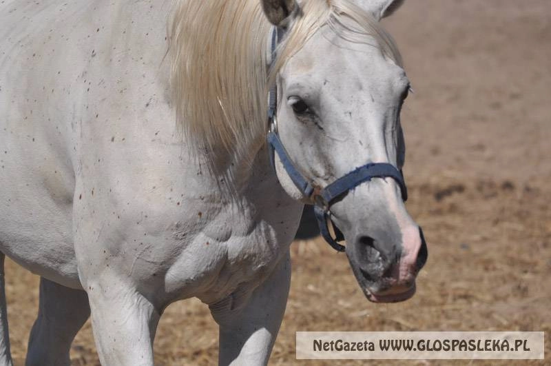  Adopcja i wykup szansą dla zwierząt, a dla ludzi radością