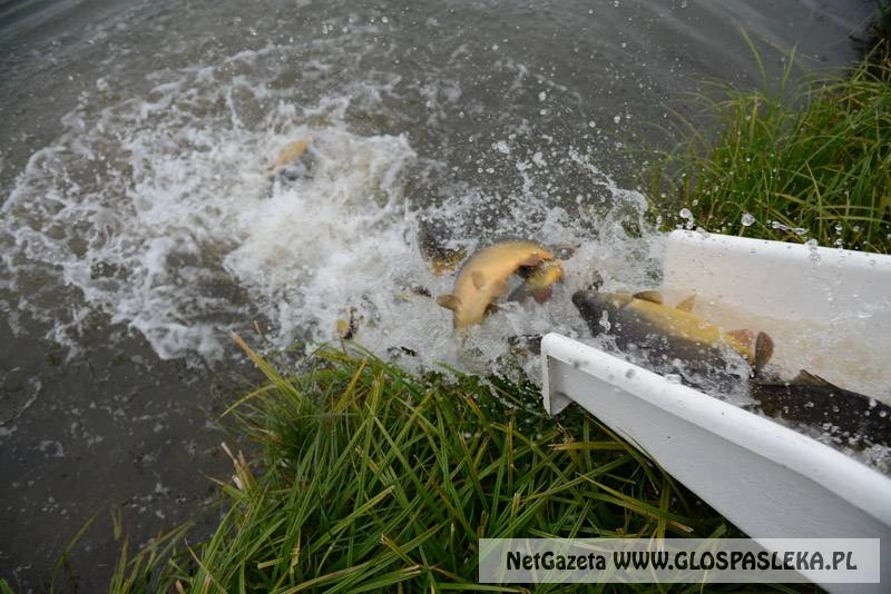 Zarybianie Zakrzewka II