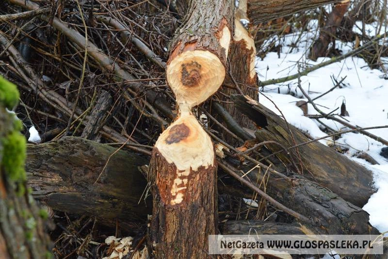 Bobry i szkody w rolnictwie