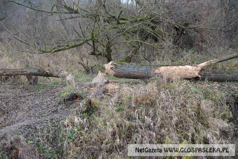 A bobry robią swoje