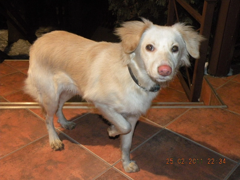 W sylwestra pamiętaj też o swoich zwierzętach