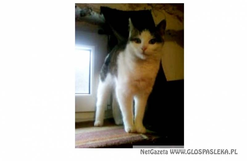 Ogłoszenie - znaleziono kotkę