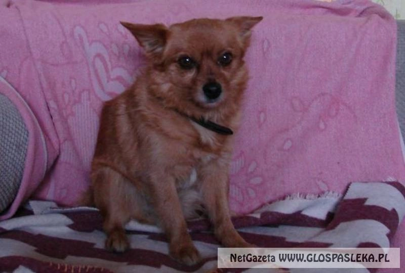 Ogłoszenie - znaleziono pieska