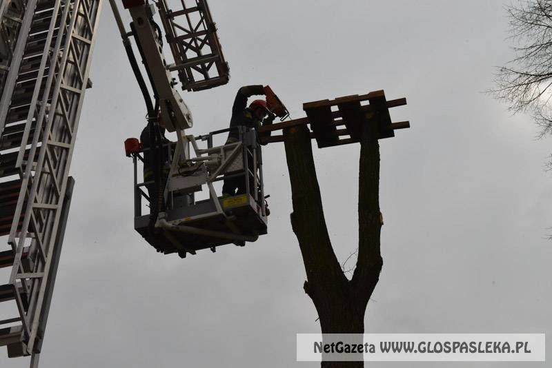 Bociany mają nową platformę