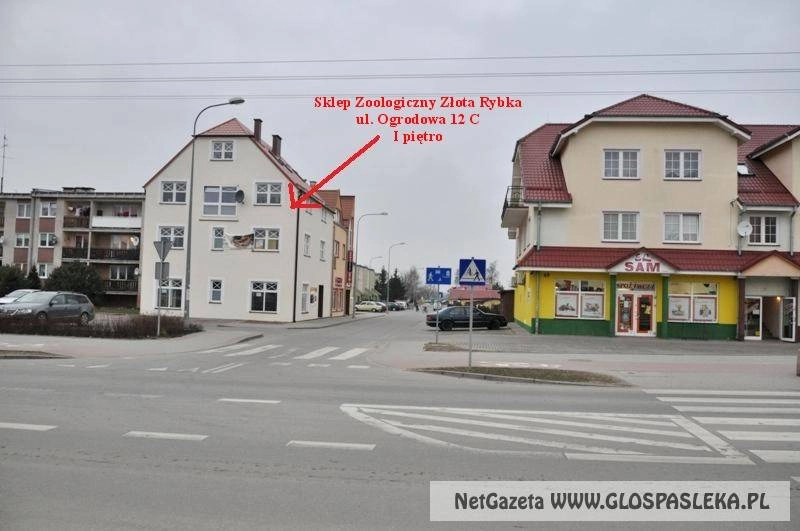 Złota Rybka – sklep zoologiczny zaprasza na zakupy