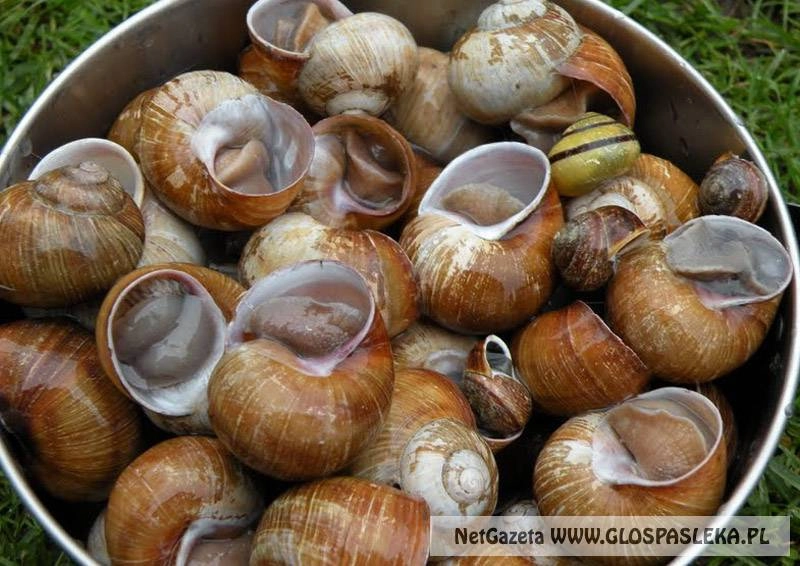 Winniczki pod ochroną