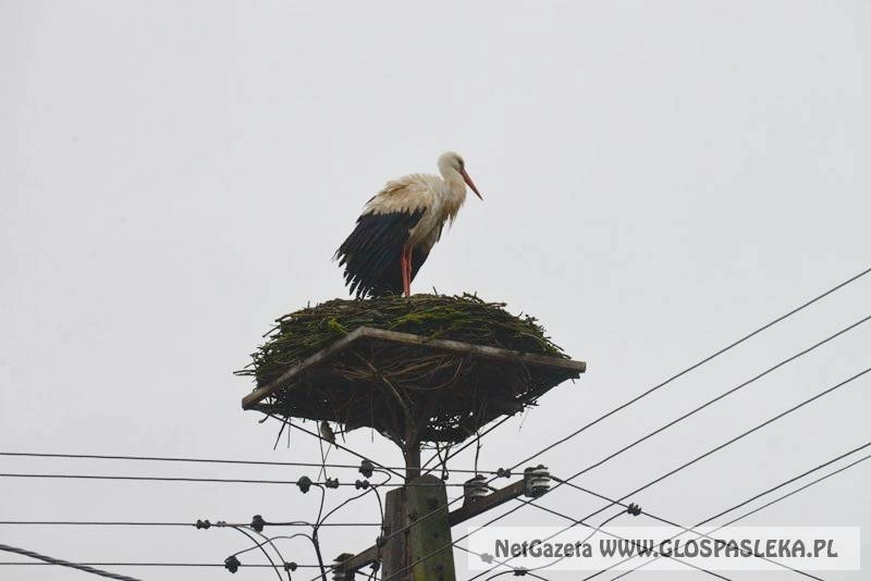 Przyleciał bociek z Miłosnej