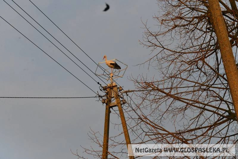Tym bocianom trzeba pomóc