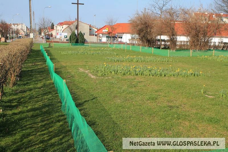 Żonkilowe pola nadziei