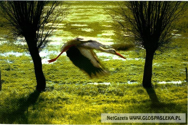 Moje Bociany -  wernisaż wystawy Jaromira Nowaka