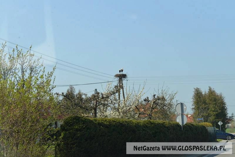 Kolejne gniazdo zajęte