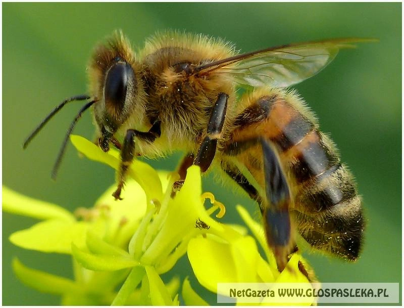 Giną pszczoły