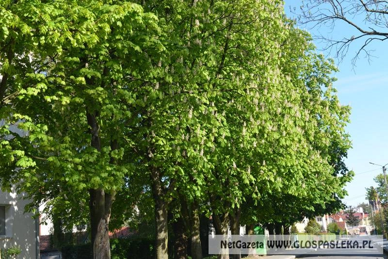 Kwitną kasztany – czas na matury