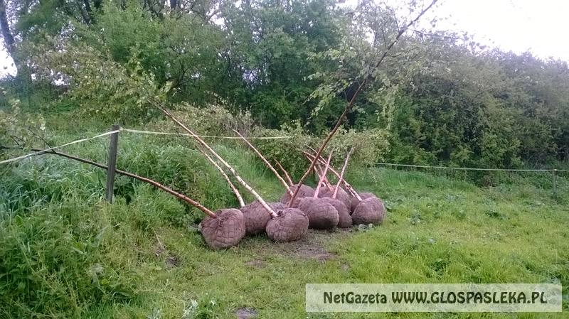 Posadzili brzozy