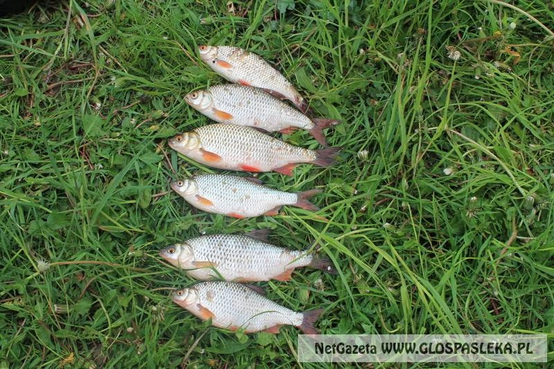 Mistrzostwa Koła 2014 w spławiku