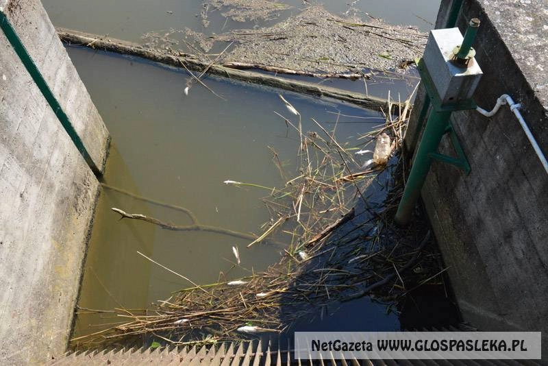 Brzezinką do Wąskiej?