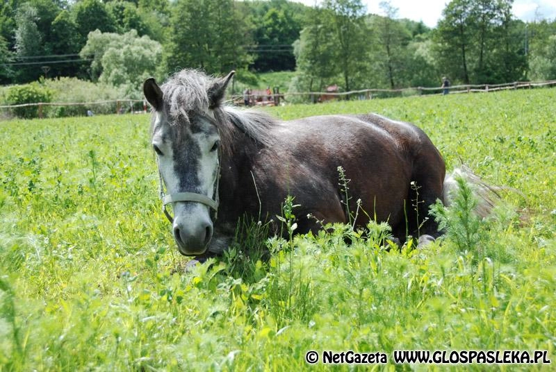 Przypominamy o festynie w Zielonce Pasłęckiej