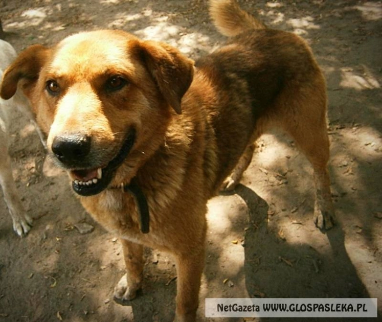 Lato - zły czas dla psów