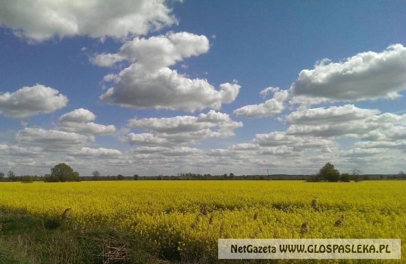 Odnowa wsi w gminie Młynary