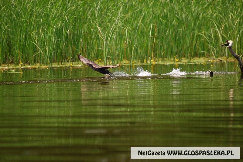 Ograniczenie ilości kormoranów