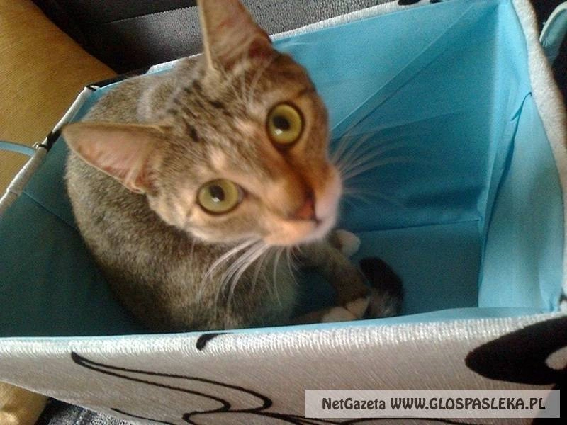 Ogłoszenie - zaginęła kotka