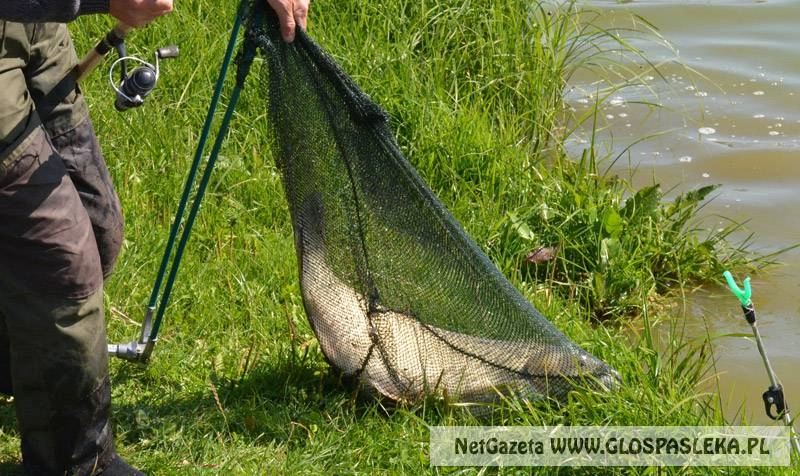 Ogromny amur wrócił do wody