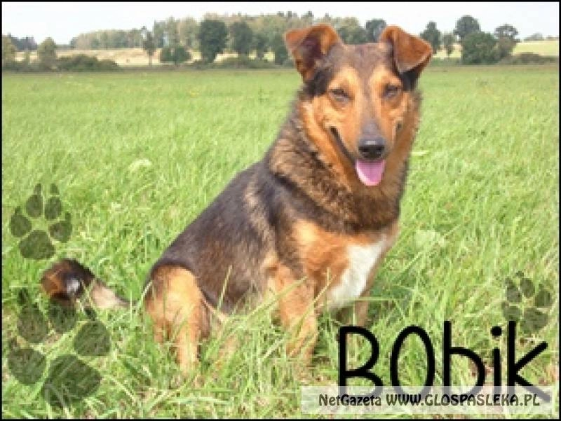 Ogłoszenie z Psiego Raju