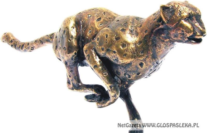 Gepardy Biznesu 2013