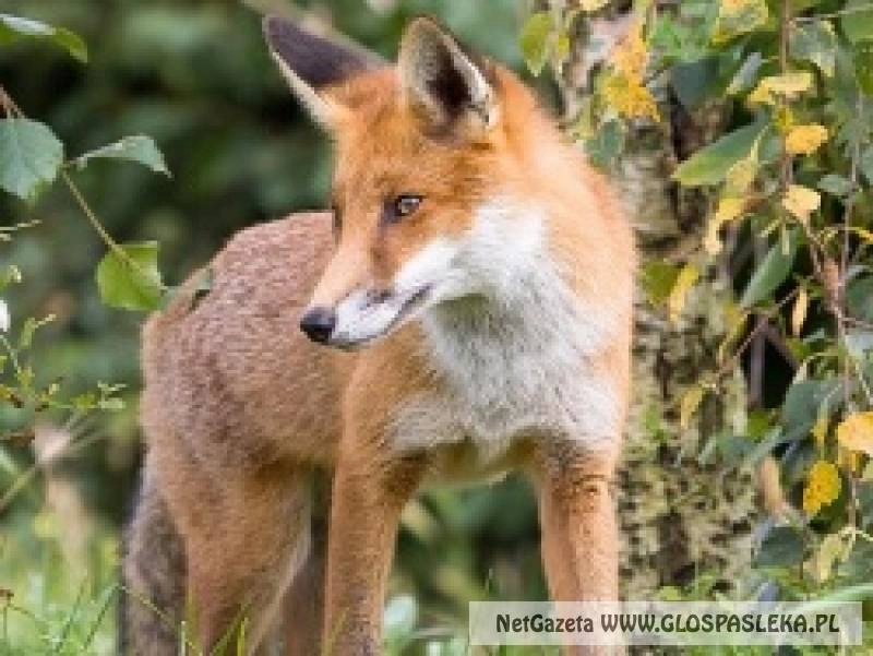 Komunikat - szczepienie lisów