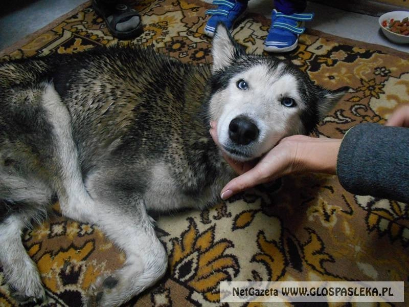 Ogłoszenie - znaleziono psa