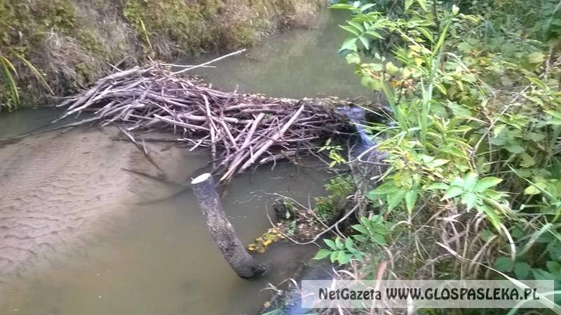 Bobry budują tamę
