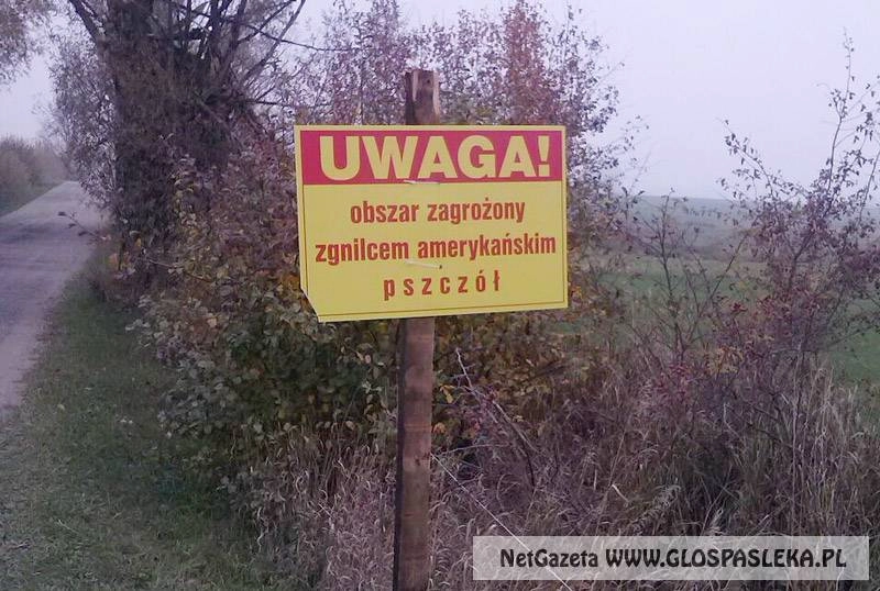 Zgnilec amerykański