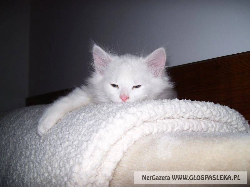 Ogłoszenie - zaginął kot