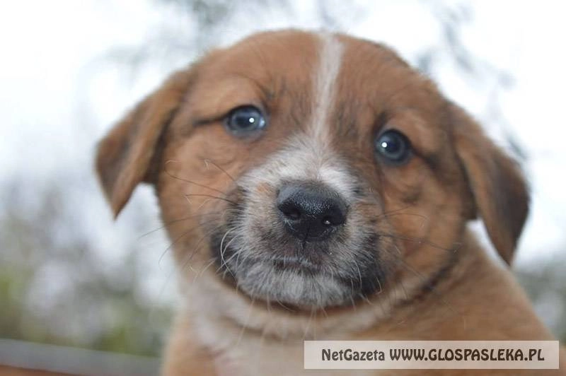 Przygarnij psa-podaruj mu dom