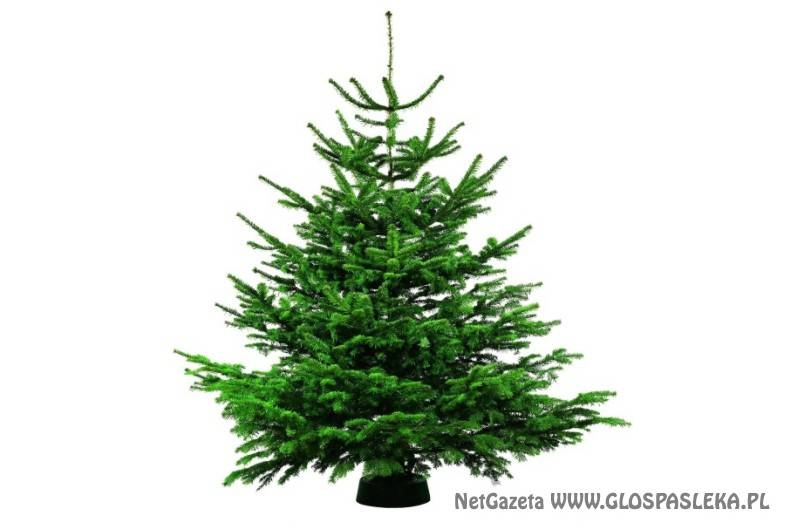 SPRZEDAŻ CHOINEK ŚWIĄTECZNYCH
