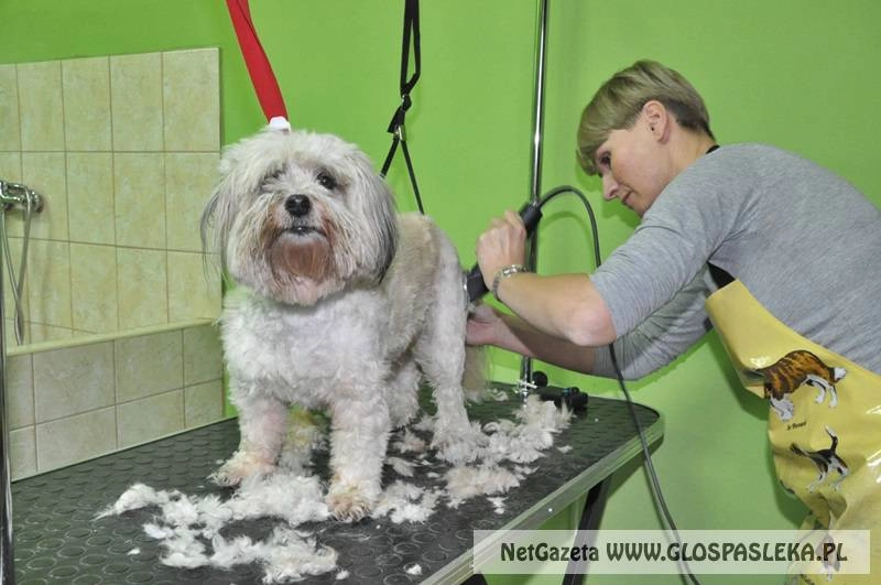 SALON GROOMERSKI – pielęgnacja i stylizacja zwierząt