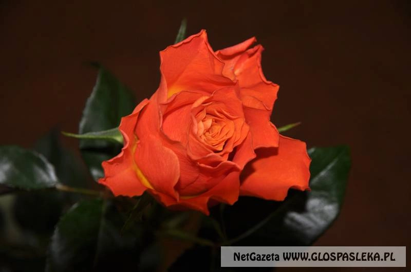 Najlepsze życzenia w Dniu Babci i Dziadka