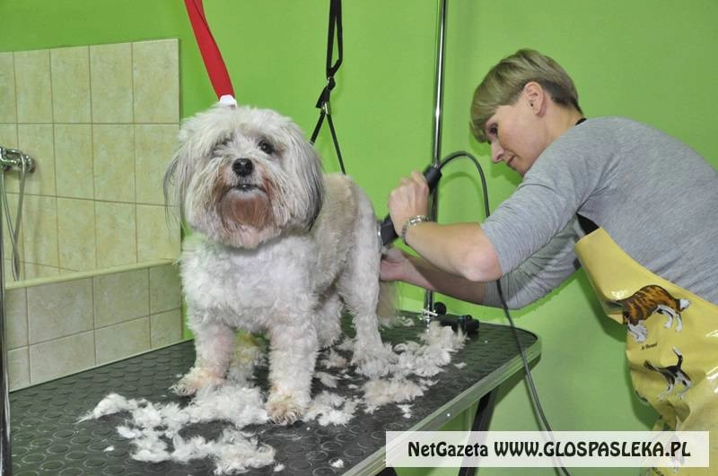 SALON GROOMERSKI – pielęgnacja i stylizacja zwierząt