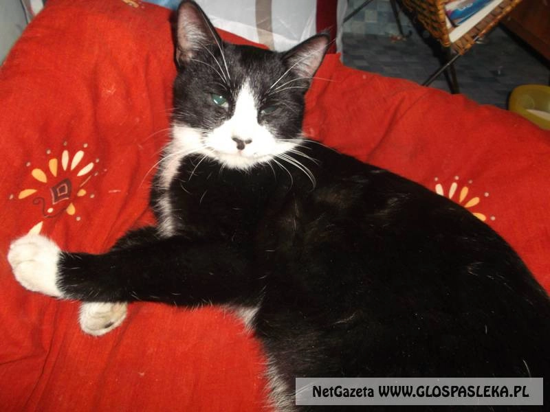 Szukamy właścicieli